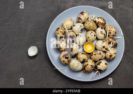 Wachteleier auf grauer Platte. Gebrochenes Ei auf dem Teller. Vogelfeder. Schwarzer Hintergrund. Flache Lagen. Kopierbereich Stockfoto