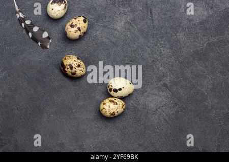 Wachteleier und Federn. Zwei Eier in Kokosnussschale. Schwarzer Hintergrund. Flache Lagen. Kopierbereich Stockfoto