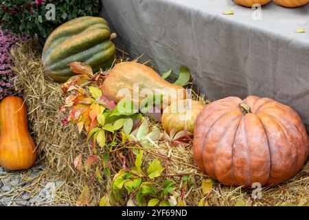 Große mehrfarbige Kürbisse liegen auf Heu. Draufsicht. Stockfoto