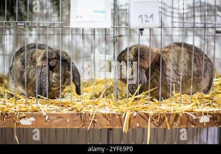 Zwei braune Kaninchen auf einer Tierausstellung Stockfoto