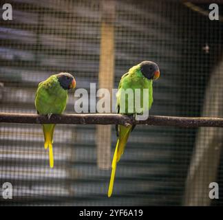 Zwei Schiefersittiche (Psittacula himalayana) Stockfoto