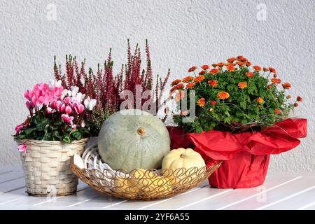 Herbstliche Dekoration mit Blumen und Kürbissen Stockfoto