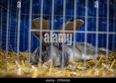 Riesiges graues Kaninchen auf einer Tierausstellung Stockfoto