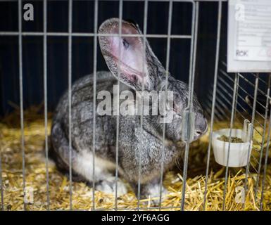 Riesiges graues Kaninchen auf einer Tierausstellung Stockfoto