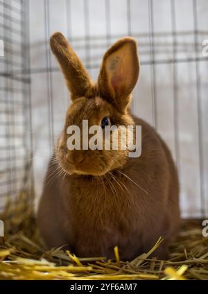 New Zealand Red Rabbit auf einer Tierausstellung Stockfoto