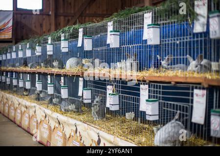 Kaninchen auf einer Tierausstellung Stockfoto