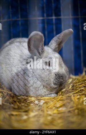 Riesiges Silberkaninchen auf einer Tierausstellung Stockfoto