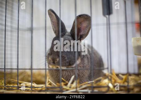 Blue Grey Vienna Rabbit auf einer Tierausstellung Stockfoto