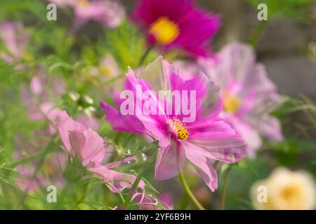 Rosa Cosmos Blumen Stockfoto