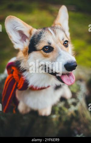 Walisischer Corgi Pembroke trägt einen Schal Stockfoto