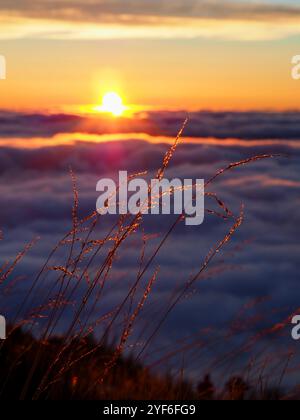 Zarte Grassträhnen leuchten im goldenen Sonnenuntergangslicht und fangen einen bezaubernden Moment ein, der die komplizierte Schönheit und Wärme der Natur offenbart Stockfoto