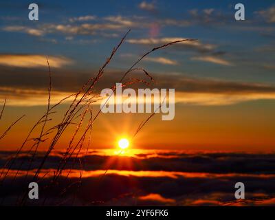 Zarte Grassträhnen leuchten im goldenen Sonnenuntergangslicht und fangen einen bezaubernden Moment ein, der die komplizierte Schönheit und Wärme der Natur offenbart Stockfoto