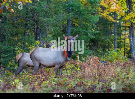 Kuh und Kälber im Clam Lake-Gebiet im Norden von Wisconsin. Stockfoto