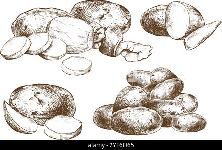 Kartoffeln ganz, halb, geschnitten, geschält und mit Keilen. Set o isolierte Elemente grafische Darstellung handgezeichnet in brauner Tinte. EPS-Vektor zum Thema Ernte Stock Vektor