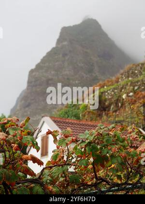 Lebhafte Weinblätter stehen im Kontrast zum majestätischen Berg, der teilweise von Nebel umgeben ist und die Harmonie zwischen kultivierter Natur und wildem A widerspiegelt Stockfoto