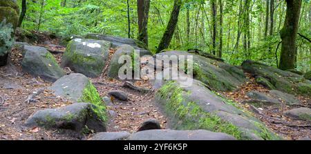 Der Altschlosspfad im Pfälzerwald windet sich zwischen mächtigen Felsbrocken, die auf dem Boden liegen. Stockfoto