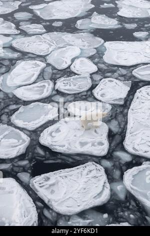 Arktischer Ozean, Svalbard, Norwegen. Gesunde Eisbärin auf Pfannkucheneis. Stockfoto