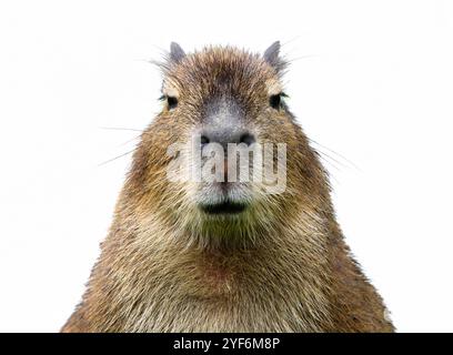 Frontale Nahaufnahme einer jungen Capybara (Hydrochoerus hydrochaeris), isoliert auf weißem Hintergrund Stockfoto