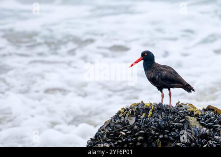 Ein schwarzer Austernfänger, der auf einem Felsen steht, der mit Muscheln bedeckt ist. Stockfoto