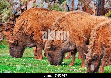 Drei Bisons grasen auf einem grasbewachsenen Feld mit felsigem Gelände im Hintergrund. Stockfoto