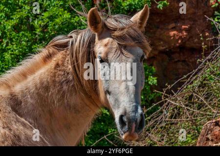 Nahaufnahme eines wilden Pferdes mit langer Mähne, das vor grünem Laub und felsigem Hintergrund steht. Stockfoto