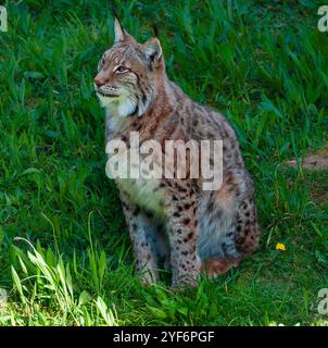 Ein eurasischer Luchs, der auf grünem Gras sitzt und wachsam aussieht. Stockfoto