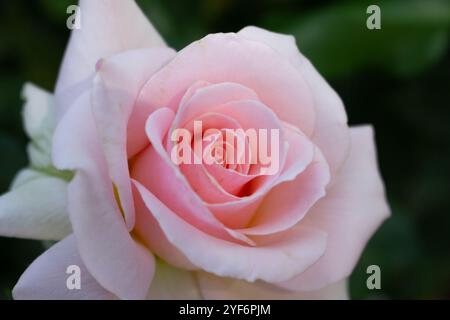 Eine Nahaufnahme einer rosafarbenen Rose. Stockfoto