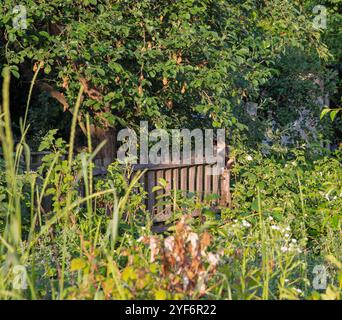 Schöne dreifarbige Katze sitzt auf einem alten Holzzaun in einem ländlichen Garten. Entspannen und sich im Garten umschauen. Stockfoto