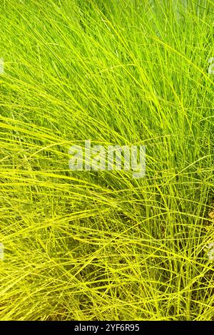 Graues Fell ( lat. Festuca glauca) ist eine blühende Pflanzenart der Grasfamilie ( Poaceae ). Klumpen aus schmalen, blau-grauen Blättern von Festu Stockfoto