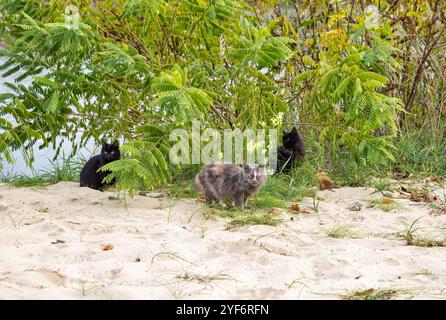 Katzenfamilie mit Kätzchen in den Büschen am Sandstrand Stockfoto