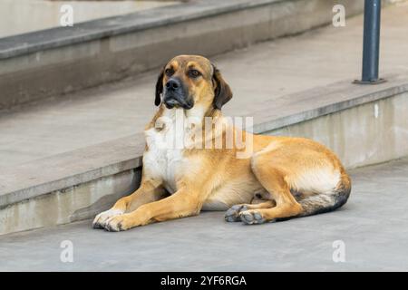 Der rote obdachlose Hund liegt auf der Straße, Tiere Stockfoto