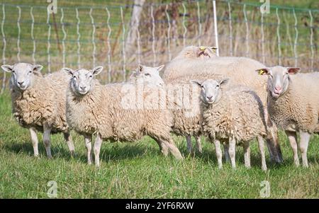 Lacht und starrt Schafe. Hausschafe auf der Weide. Lustiges Tierfoto. Kleiner Bauernhof auf dem Land in Tschechien. Stockfoto