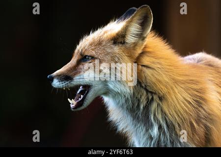 Seitenprofil eines wilden Rotfuchs im Freien mit dunklem Hintergrund und offenem, charasmatischem Mund. Stockfoto