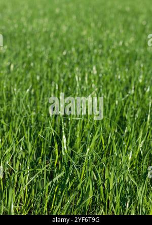 Grünes Rasenbild im Hochformat Stockfoto