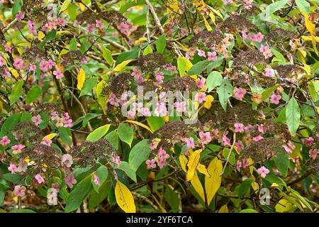 Verblasste rosa Herbstblumen der Hydrangea aspera Villosa Group im britischen Garten Oktober Stockfoto