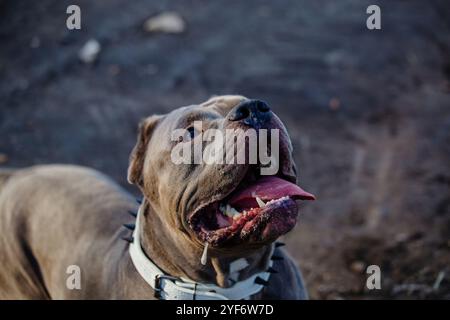 Porträt eines amerikanischen Hundes. Stockfoto