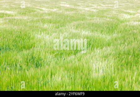 Ein üppiges Feld aus grünem Gras schwingt sanft in der Brise, beleuchtet von Sonnenlicht an einem klaren Tag, und zeigt die Schönheit der Natur. Stockfoto