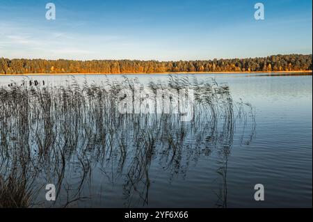 Kleiner Waldsee Ummis in Lilaste, Lettland am sonnigen Herbsttag Stockfoto