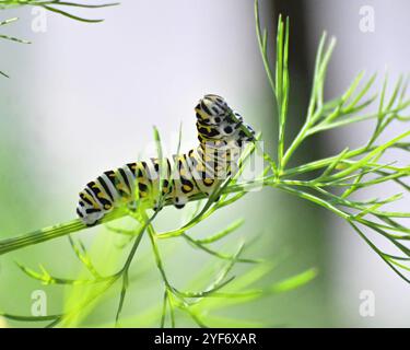 Dieses Foto ist von einer raupe, die Dill in einem Garten isst. Stockfoto