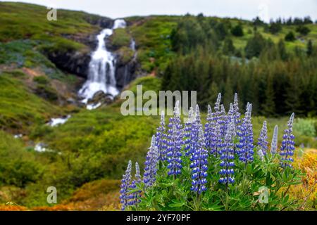 Tungudalur Wasserfall, Isafjordur, die größte Siedlung in den Westfjorden. Island, Westfjorde (Westfjorde). Bunárfoss ist ein Wasserfall auf dem t Stockfoto