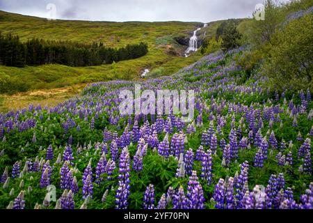 Tungudalur Wasserfall, Isafjordur, die größte Siedlung in den Westfjorden. Island, Westfjorde (Westfjorde). Bunárfoss ist ein Wasserfall auf dem t Stockfoto