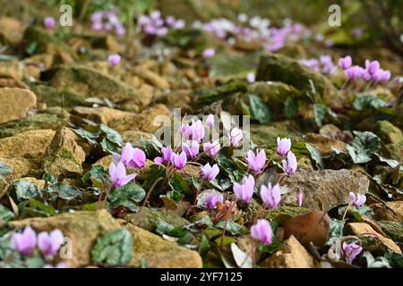 Rosafarbene und weiße Herbstblumen von Cyclamen hederifolium in einem britischen Kiesgarten Oktober Stockfoto