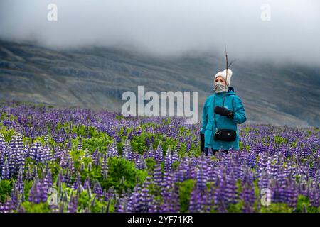 Blaue Alaska Lupine (Lupinus nootkatensis) und Touristen schützen sich vor dem Angriff arktischer Seeschwalben in Skalanes, Seydisfjordur Island. Skála Stockfoto