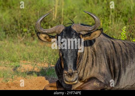 Blue Gnus, Connochaetes taurinus sitzen und entspannen im südafrikanischen Naturschutzgebiet Stockfoto