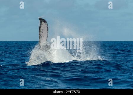 Nahaufnahme eines Buckelwal-Kalbes (Megaptera novaeangliae), das im Pazifik, Vava'u, Tonga, spritzt Stockfoto