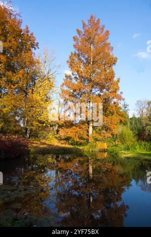 Dawn Redwood Tree Metasequoia glyptostroboides in der Herbstsonne Stockfoto