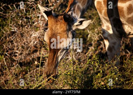 Nahaufnahme einer Giraffe, die im Busch weidet, Kruger-Nationalpark, Südafrika Stockfoto