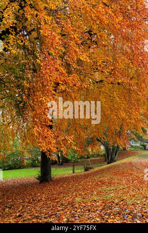 Die goldenen kaskadierenden Blätter auf einer Kupferbuche im Herbst (Herbst) in Yorkshire. Stockfoto