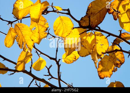 Gelbe Magnolia acuminata fallende Blätter gelblich vergilbendes Laub Stockfoto