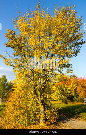 Ulmus laevis Gelb gelblich gelbliche Drehung drehend gedrehte, flatternde Ulme spreitende Ulme herrliche Ulme Russische Ulme Stockfoto